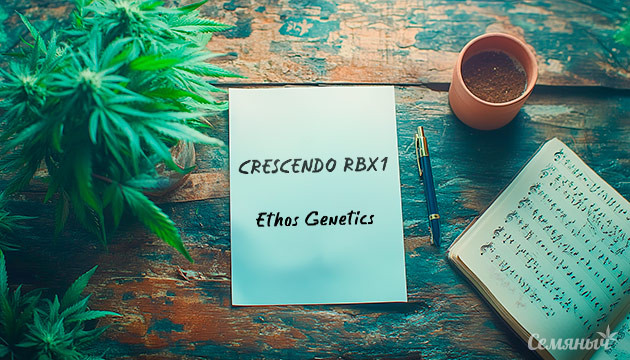 Гроурепорт сорта Crescendo RBX1 от Ethos Genetics