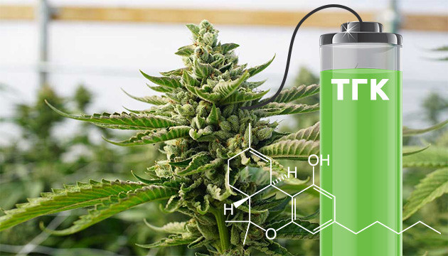 Уровень ТГК в мощных сортах конопли ТГК в мощных сортах каннабиса