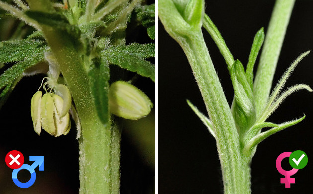 Феминизованные сорта конопли для открытого грунта Фемки для аута