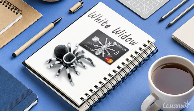 Гроурепорт сорта White Widow